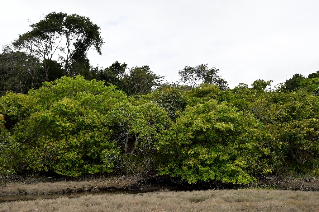 parque estadual trilhas © roberto guedes (3).jpg