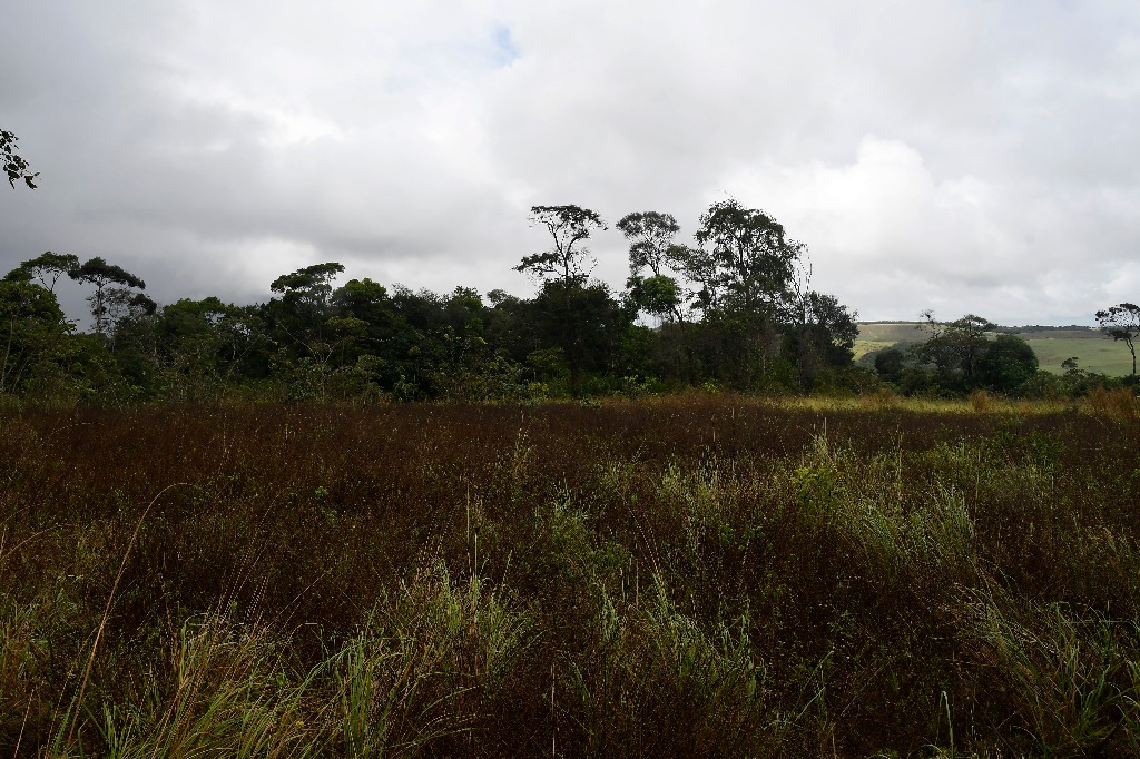 estação ecologica pau brasil © roberto guedes  (10).JPG