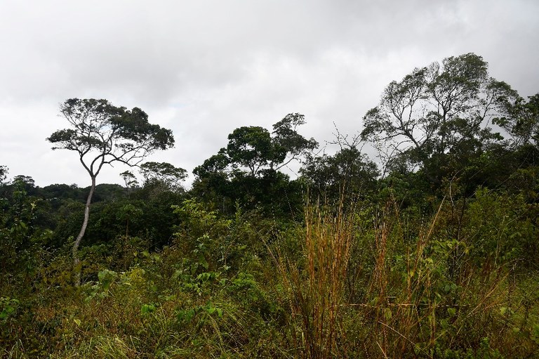 estação ecologica pau brasil © roberto guedes  (11).JPG