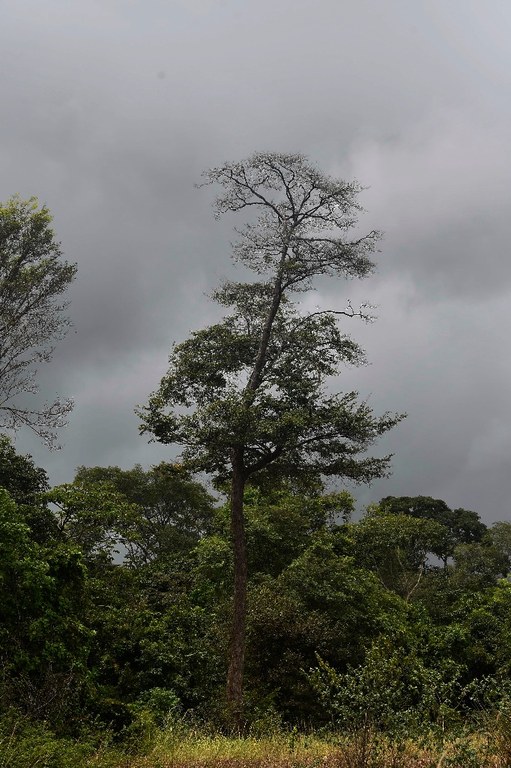 estação ecologica pau brasil © roberto guedes  (12).JPG