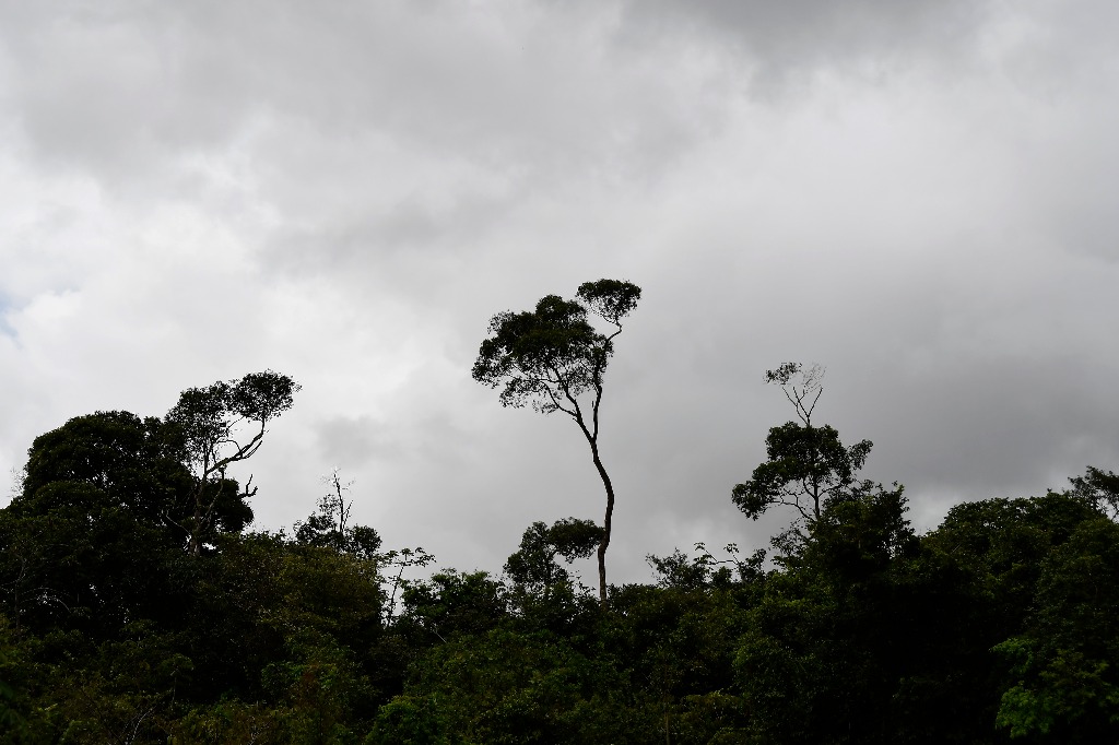 estação ecologica pau brasil © roberto guedes  (14).JPG