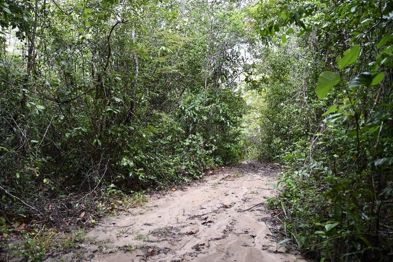 estação ecologica pau brasil © roberto guedes  (20).JPG