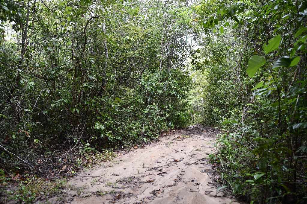 estação ecologica pau brasil © roberto guedes  (20).JPG