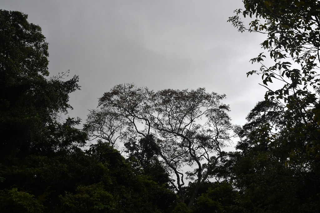 estação ecologica pau brasil © roberto guedes  (8).JPG