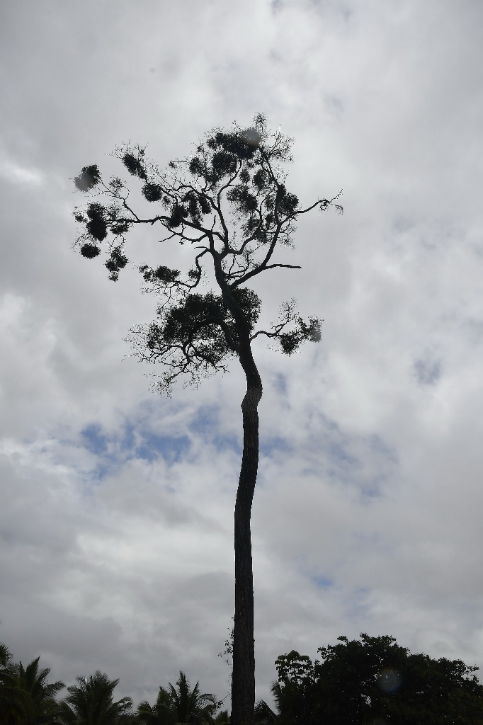 estação ecologica pau brasil © roberto guedes  (9).JPG