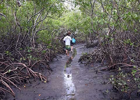  Trilha do Caranguejo Uçá, no litoral Norte da Paraíba