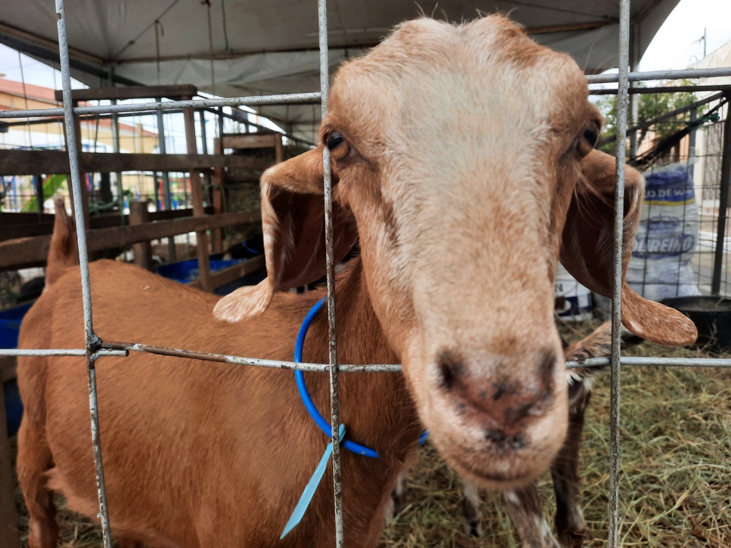 atualização cadastral de animais - secom-pb.jpg