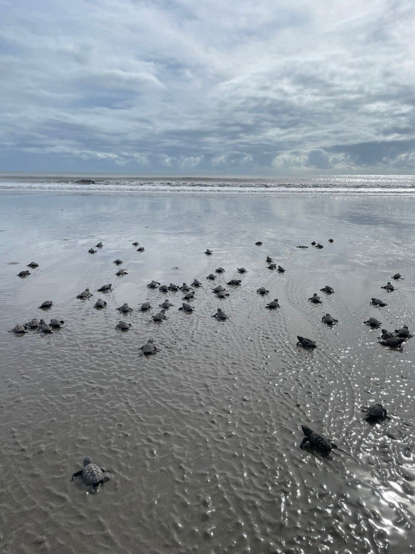 Filhotes de tartarugas marinhas começam a desbravar o mar
